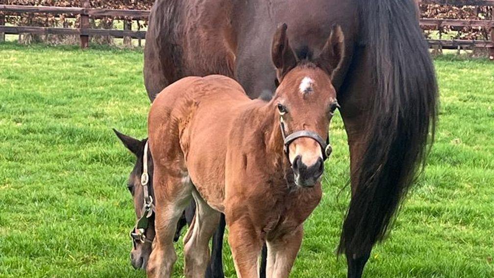 A Fascinating Rock filly out of Cesarewitch winner Royal Illusion
