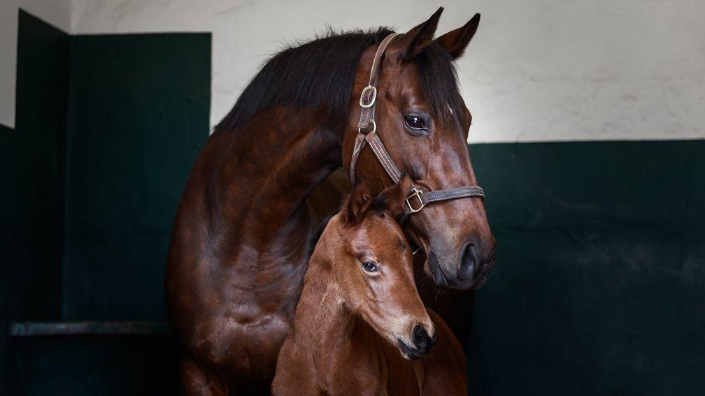 Zarkava with her Dubawi filly foaled last year
