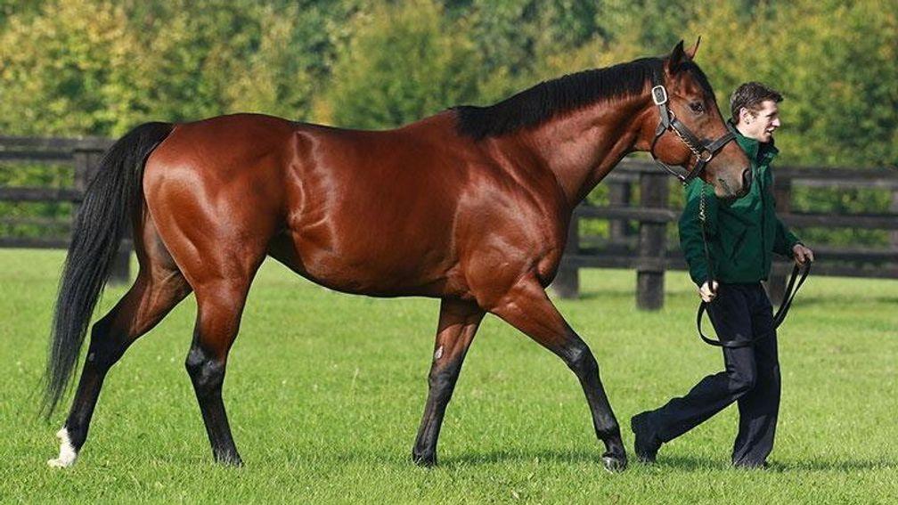 Siyouni: leads the French sire standings