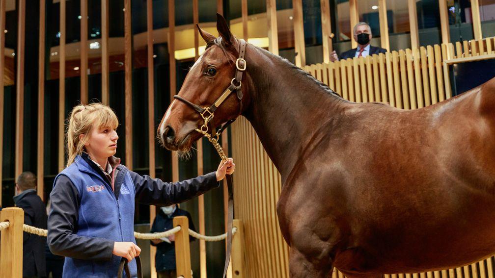 Haras de Montaigu's Churchill filly (lot 119) made €350,000 at Arqana's October Yearling sale in Deauville
