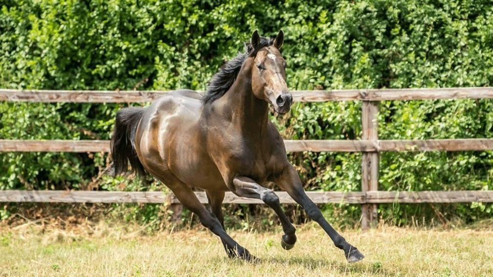 Ardad: Overbury Stud's first-crop sire has sired 13 individual winners to date