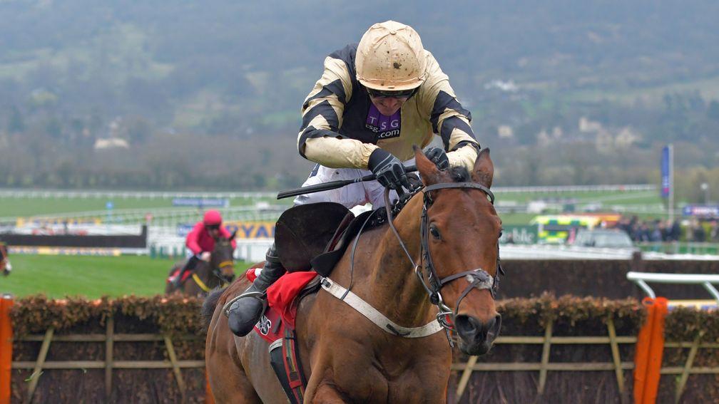 Nichols Canyon, on the way to victory under Ruby Walsh in the Stayers' Hurdle at Cheltenham, will head to Tennessee for the Iroquois Hurdle