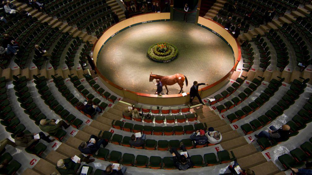 The Goffs November Breeding-Stock Sale will be sandwiched by foal trade