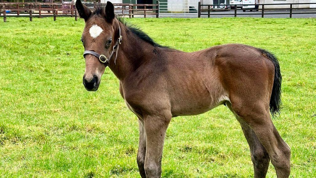 Adrian Kenny's Minzaal colt out of Teofilo mare Salaasa