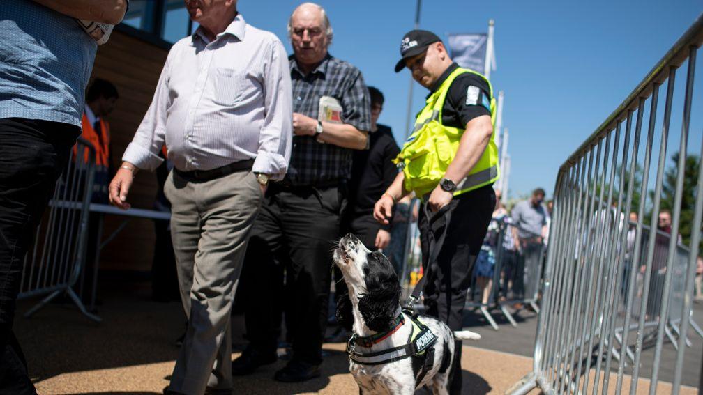 A sniffer dog in action at the entrance to Newbury