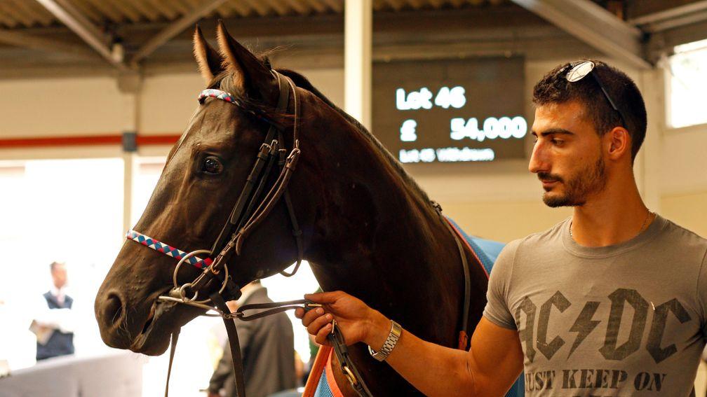 Lot 46: Black Orange makes his way around the Ascot sales ring before fetching £54,000 from Debbie Mountain