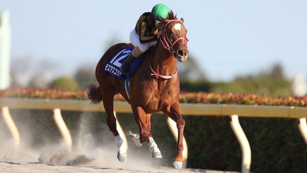 Mozu Ascot won Grade 1s on both the turf and dirt in Japan