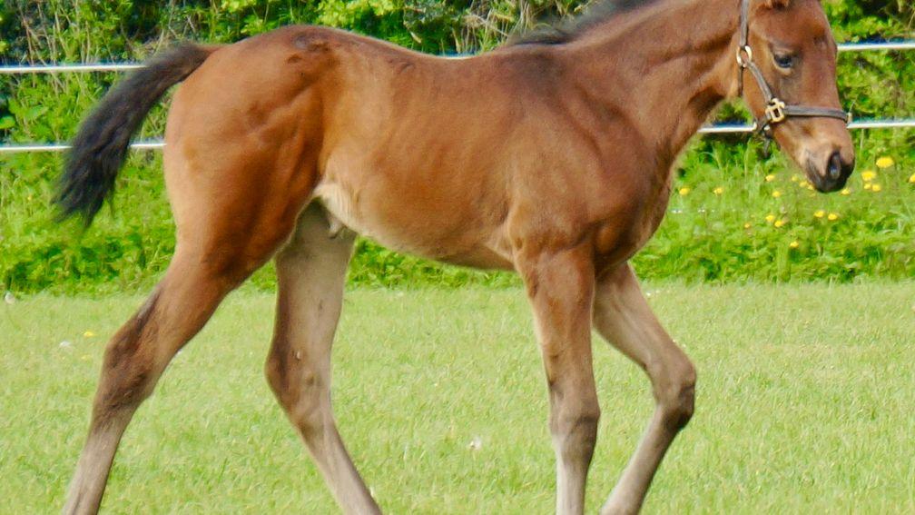Chapel Stud's Walzertakt filly out of Just Missie