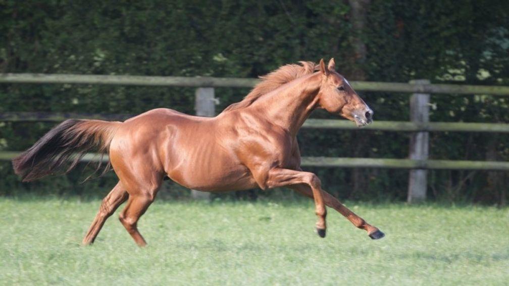 No Risk At All: already has 30 bookings for the 2021 breeding season