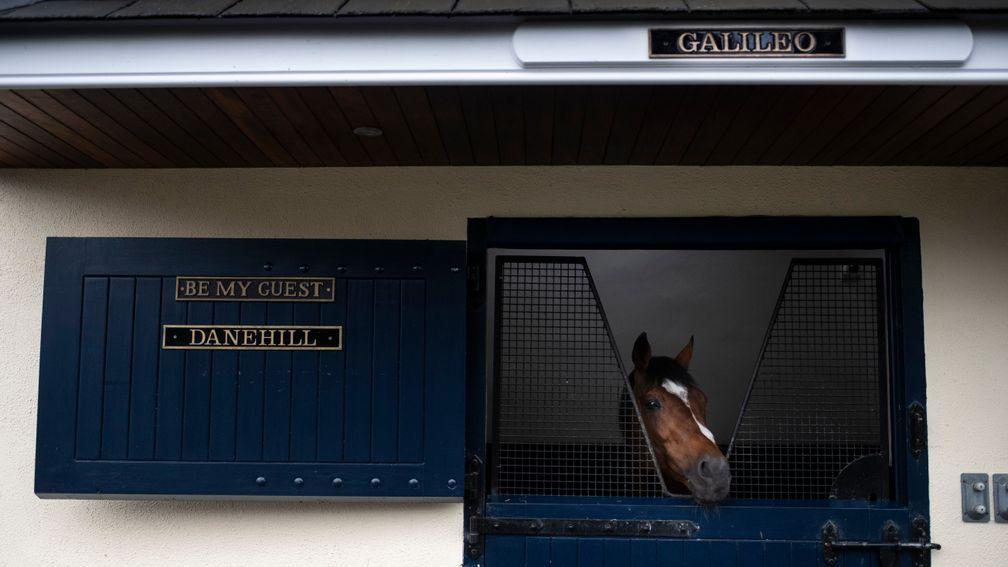 Galileo in his stable at Coolmore - previously inhabited by the great Danehill