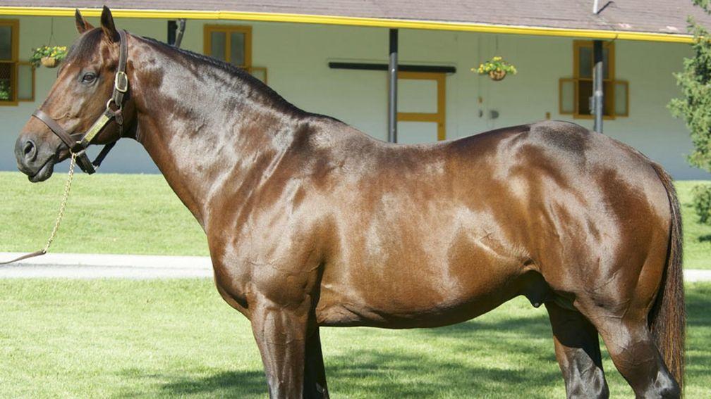 Flatter: Claiborne Farm's leading sire has died aged 23