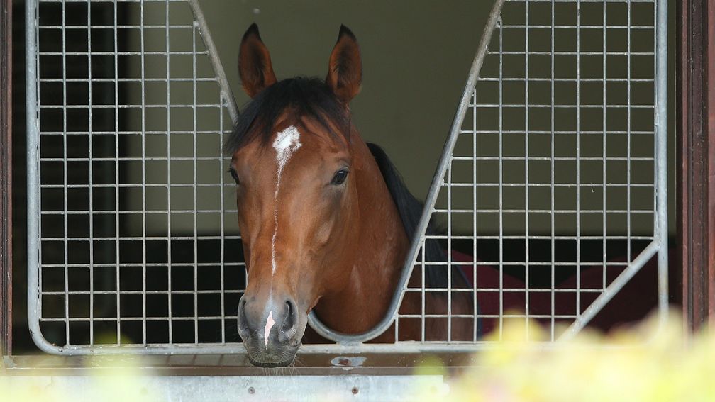 Saxon Warrior: strong favourite for the Derby