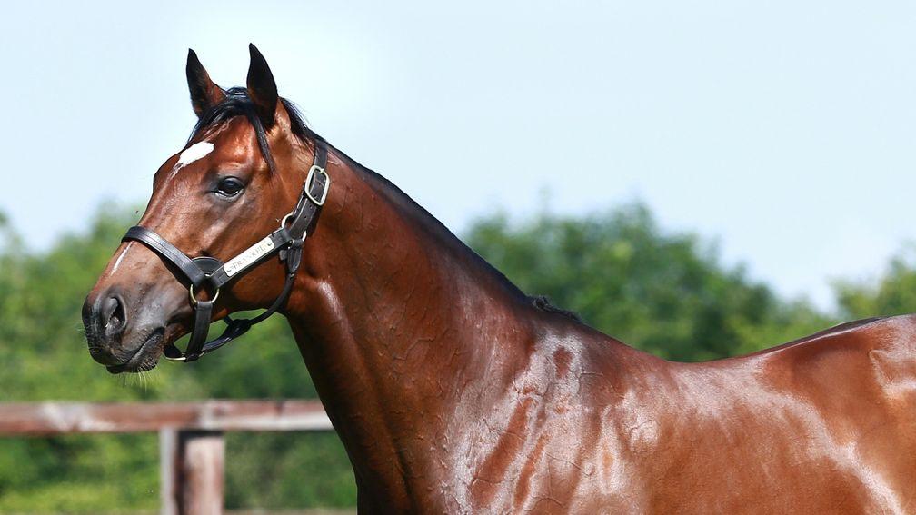 Frankel: gained a first Classic success with his first crop