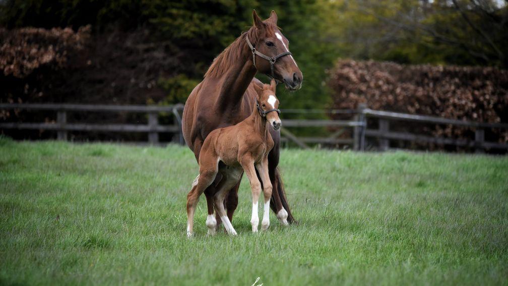 Elwick Stud's Mondialiste foal out of Deck The Halls