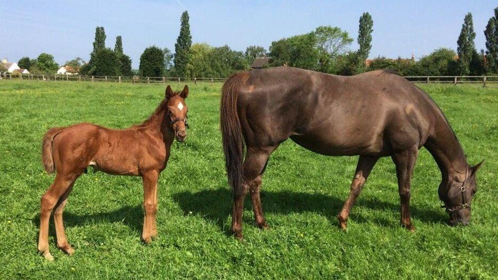 Hill Welcome pictured in 2014 with dual winning son Breaking Free as a foal