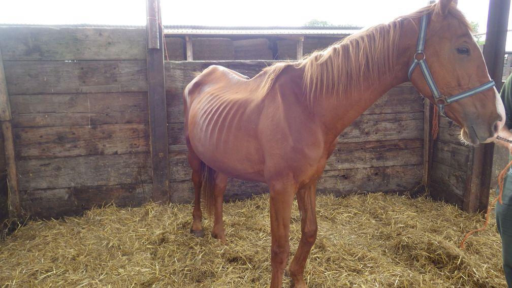 One of the horses at the Stoke Prior yard ran by Annette Nally, who has been jailed for 26 weeks for animal cruelty and neglect of horses in her care