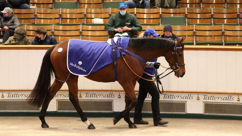 Lot 2,163: Bespangled in the Park Paddocks ring before fetching 330,000gns