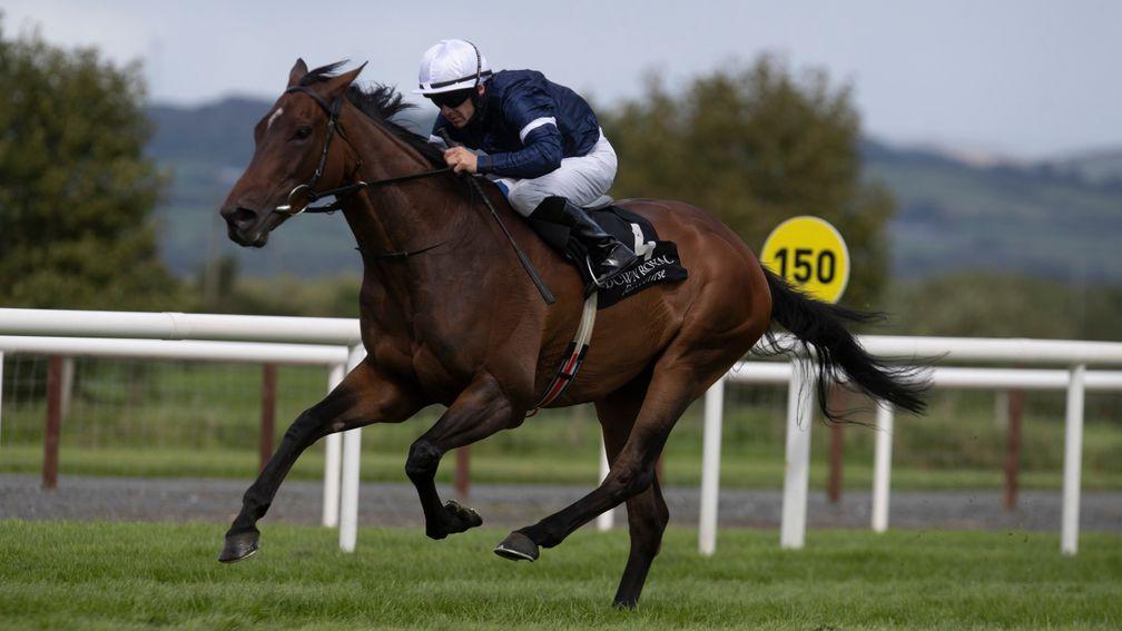 Master Of Reality: one of 11 wildcards for the Tattersalls Horses in Training Sale