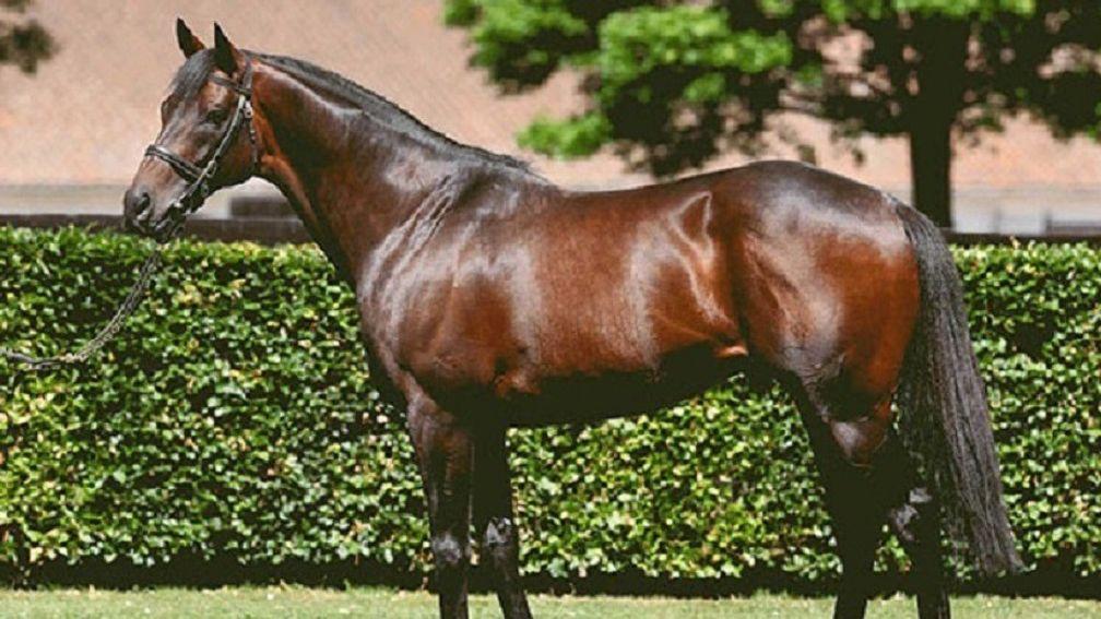 Time Test: National Stud sire has been going great guns