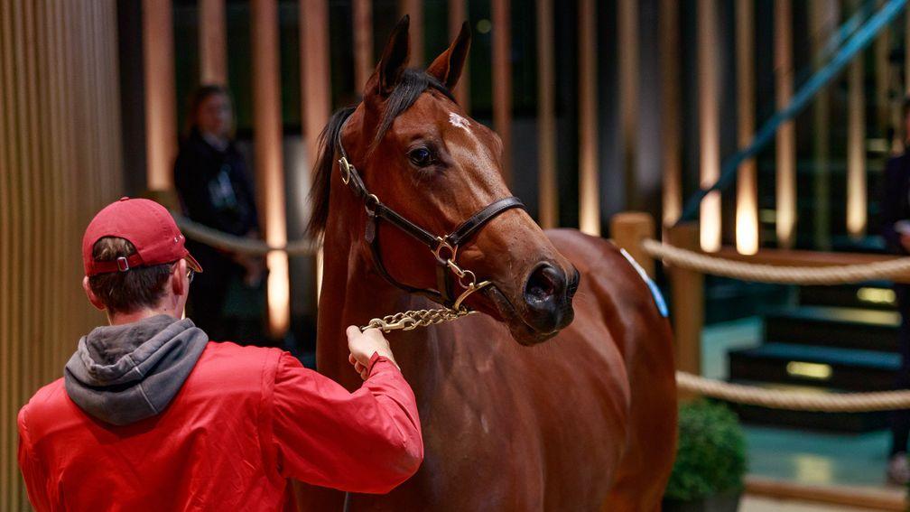 The €360,000 Siyouni filly in the Deauville ring