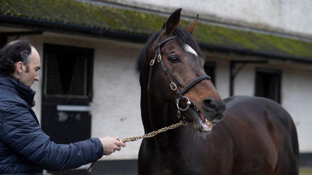 Doyen is shown off to visitors to Sunnyhill Stud on the recent ITM Stallion Trail