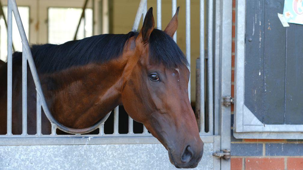 Adayar, who could have the Prix de l'Arc de Triomphe as his long-term aim, relaxing in his box at home