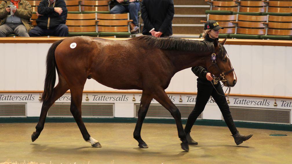 The Sea The Stars colt out of Sequilla who sold for 145,000gns
