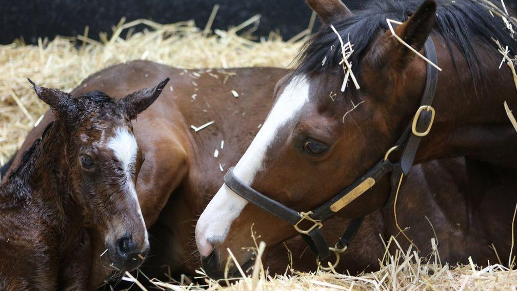 Juddmonte's Frankel filly out of the stakes-winning Dansili mare Environs 