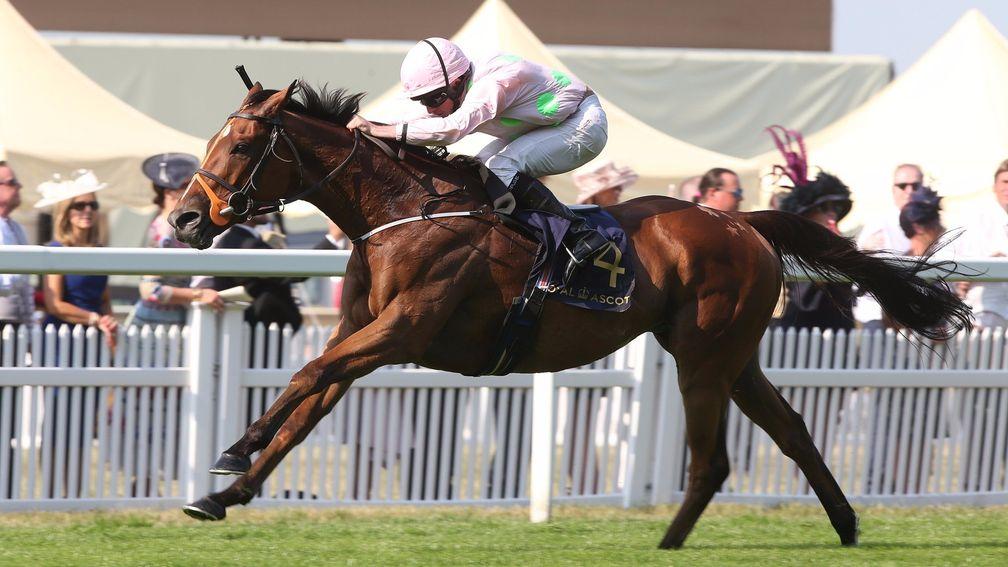 Thomas Hobson: the Ascot Stakes winner is one of three Melbourne Cup contenders for Willie Mullins