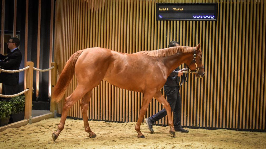 A filly by Darley stallion Territories was sold for €60,000 by Haras des Granges at Arqana on Thursday