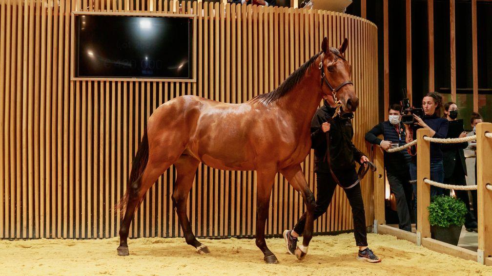 Lot 209, a son of Camelot, topped the charts at €440,000 on day one of the Arqana October Yearling sale