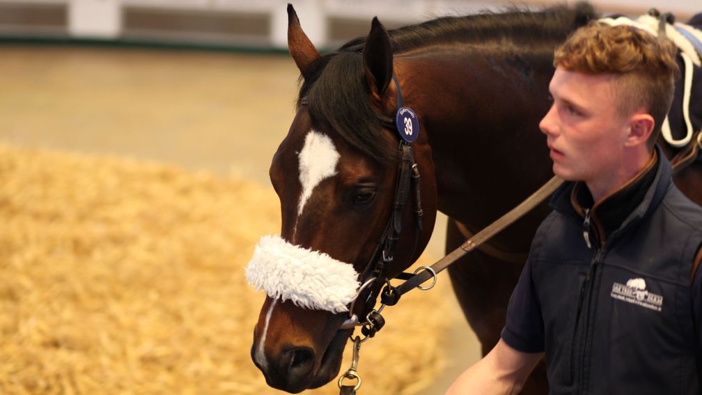 Lot 39: the War Front colt out of Pine Needles sells for 425,000gns