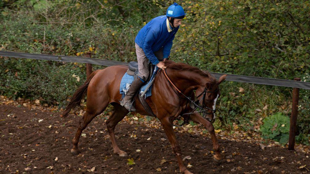 The Big Breakaway: makes his debut over fences at Newbury on Thursday
