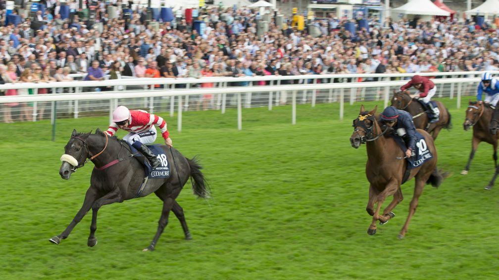 Acapulco: pictured finishing second behind Mecca's Angel in the 2015 Nunthorpe