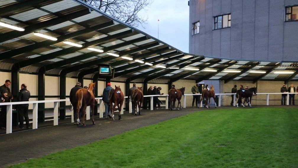 Goffs have put together a 1093-strong catalogue for this year's November Foal Sale