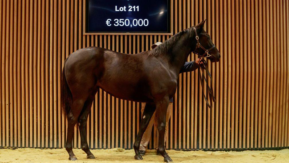 Lot 211 became the seventh yearling by Wootton Bassett to sell for €200,000-plus on day one of the Arqana October Yearling sale
