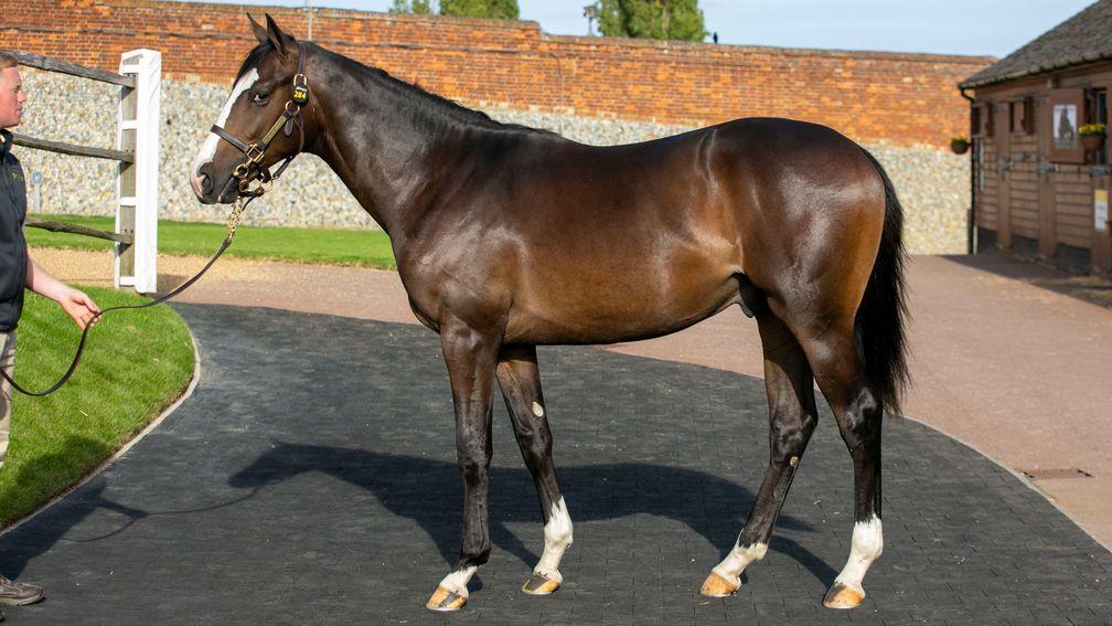 The full-brother to Waldgeist bought by Jill Lamb for 725,000gns
