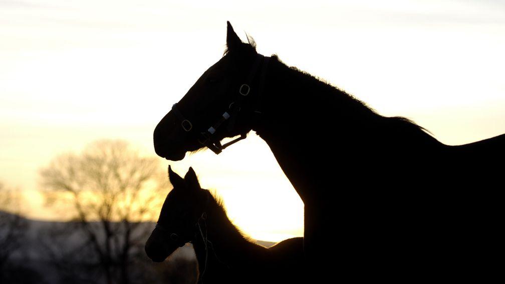 A mare and her foal at sunrise
