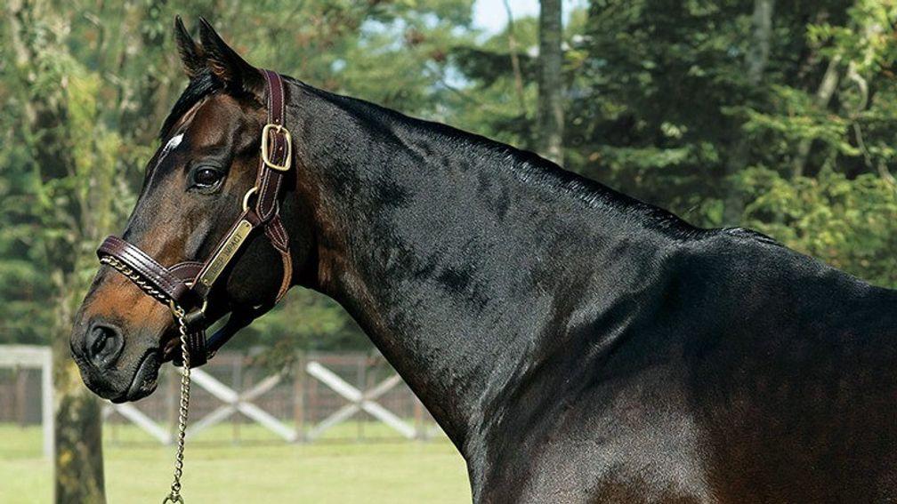 Deep Impact: one of the many Japanese stallions set to benefit from the Australia to Hokkaido direct flights