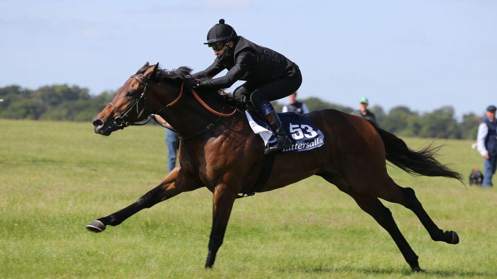 Lot 53: Grove Stud's Kodiac colt is put through his paces during the Tattersalls Craven breeze on Monday