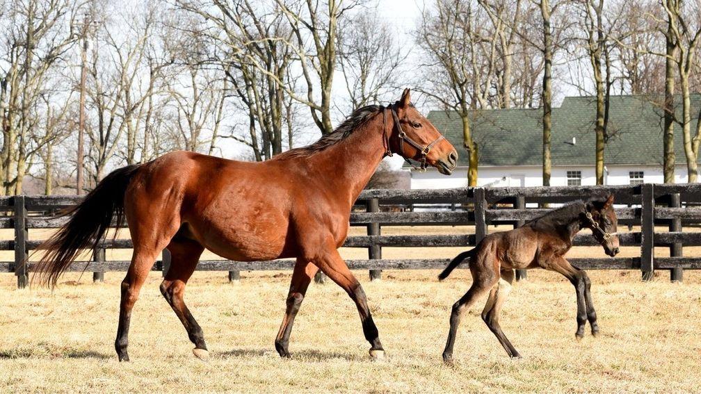 Beholder and her first foal, a colt by Uncle Mo, in their paddock