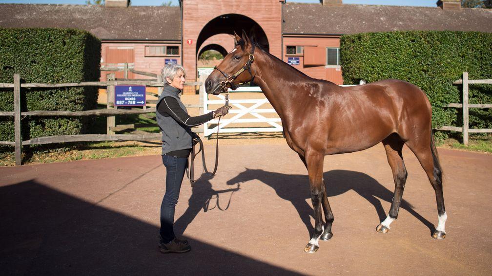 Gloam being shown by her groom Rachel Andre at Tattersalls on Tuesday