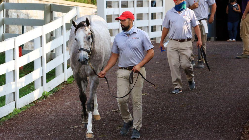The swaggering son of Tapit who topped this year's Book 1 at Keeneland