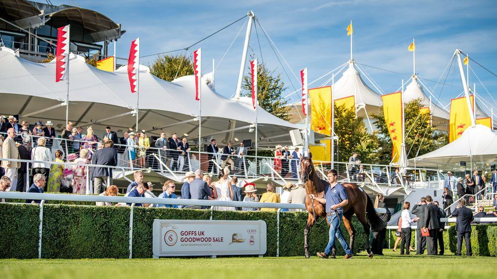 The inaugural Goffs UK Goodwood Sale drew a large crowd of onlookers