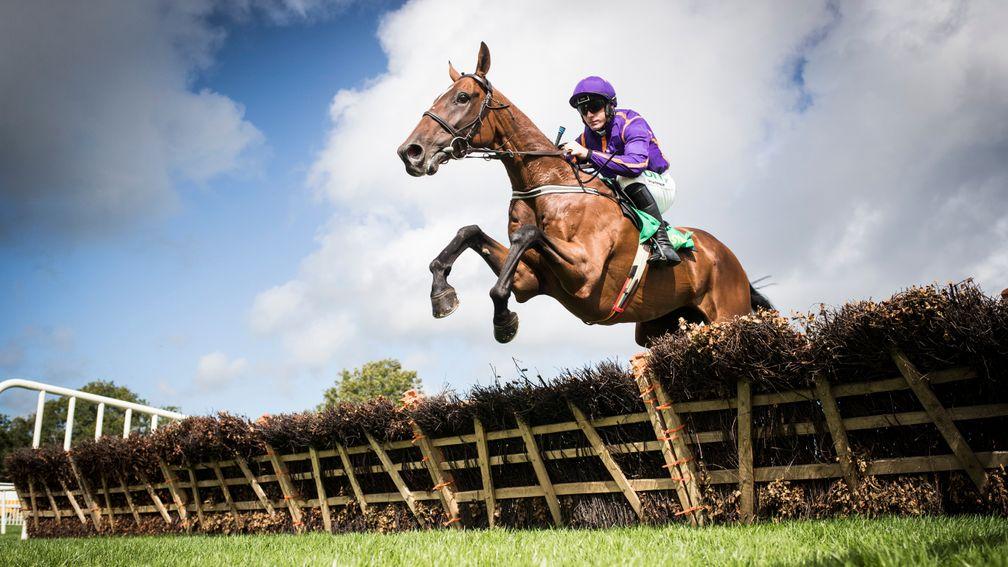 Wicklow Brave: top-level Flat and hurdle winner