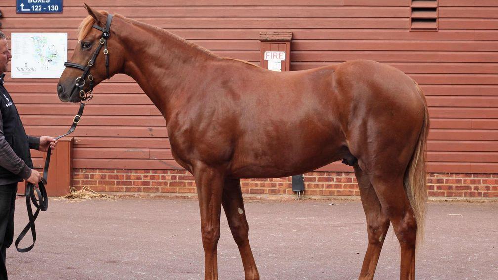 Lot 357: the full-brother to Breeders' Cup Juvenile Turf winner Line Of Duty