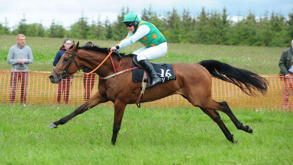 Gunsight Ridge: bought privately after a runaway win in an Irish point-to-point and nominated by his trainer as one to follow