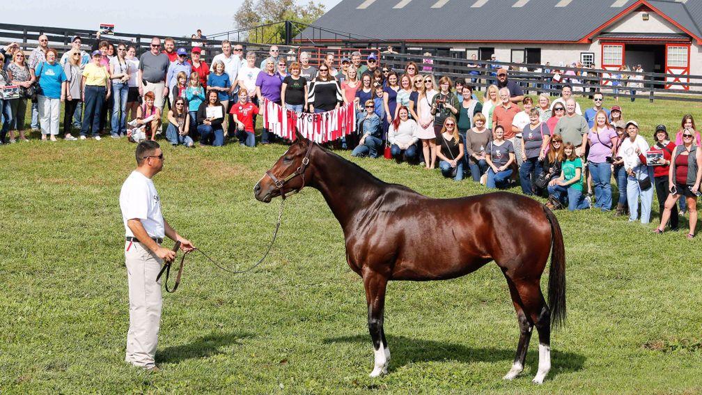 Songbird: the dual champion filly poses for the crowd at Taylor Made Farm in Kentucky