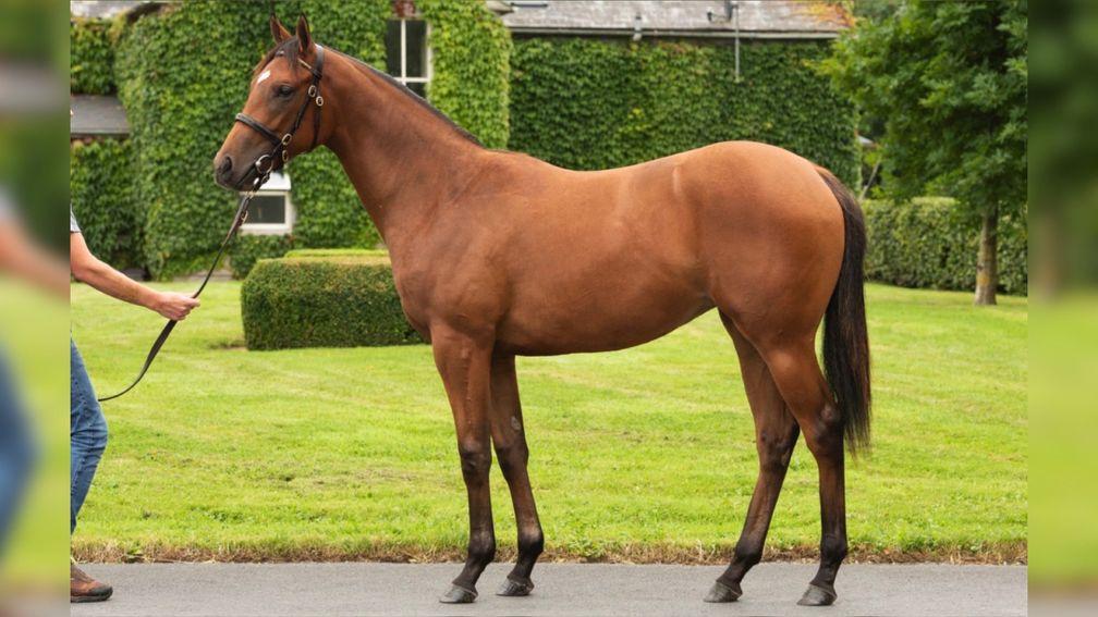 Lot 120: the US Navy Flag half-sister to Poetic Flare strikes a pose