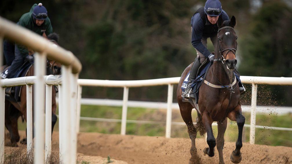 Apple's Jade: cantering at Cullentra House Stables under Keith Donoghue